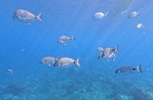 Guided kayaking and snorkeling adventure in Tenerife