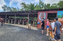 Roatan Horseback Riding with Beach Break Plus City