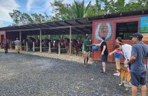 Roatan Horseback Riding with Beach Break Plus City