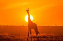 Epic 5-Day Kenya Safari – Big Five Experience