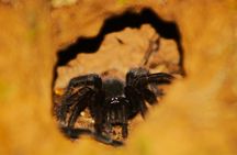 Night walk and search for tarantula sloths