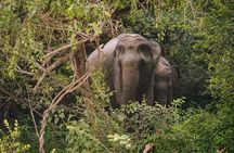 Yala National Park Private Jeep Safari with Entrance Ticket