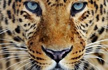 Yala National Park Private Jeep Safari with Entrance Ticket