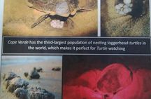 desova of sea turtles on the island of salt