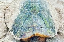 desova of sea turtles on the island of salt