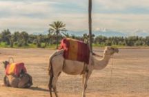 Marrakech to Agafay Small Group Tour