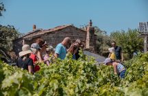 Ikaria Longevity, Family Winery & Wellness