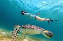 Original Cruisin Tikis Shark Tooth and Sea Shell Scavenger Hunt