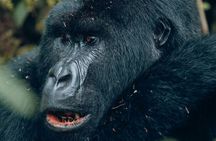 3 Days Gorilla & Golden Monkey Trekking experience Safari.