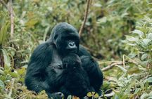 3 Days Gorilla & Golden Monkey Trekking experience Safari.