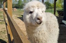 Trakai and Alpaca Family Park Private Tour