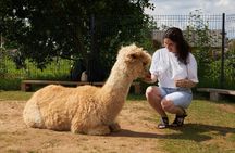 Trakai and Alpaca Family Park Private Tour