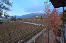 Alyan Family Wines Sunset Experience with Dinner and Transfer