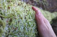 Helsinki: Restorative Forest Experience on Seurasaari Island