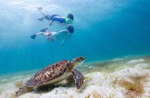 Daymaniyat Islands Snorkeling from Muscat – Marine Reserve