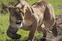 Lake Nakuru National Park:Day Trip from Nairobi