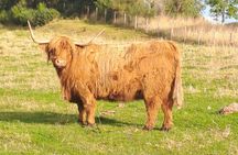 Glenfinnan Viaduct, Glencoe & A Highland Town