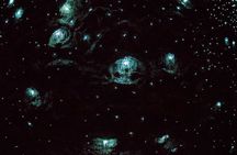 Gold Coast Daytime Scenic Rim Glow Worm Tour + Hop on Hop off Bus