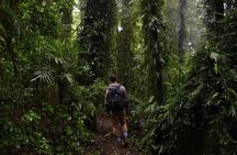 Gold Coast Daytime Scenic Rim Glow Worm Tour + Hop on Hop off Bus