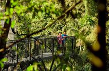 Hop on Hop Off Bus - Tamborine Mountain from Brisbane