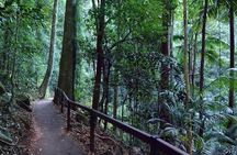 Hop on Hop Off Bus - Tamborine Mountain from Brisbane