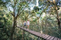 Lamington National Park, O'Reilly's & Vineyard Tour