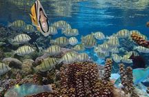 Raiatea Tahaa 1/2 day Coral Garden Snorkeling / Cruise Friendly 