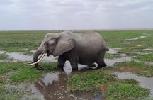 Amboseli Daytrip from Nairobi