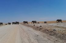 Amboseli Daytrip from Nairobi