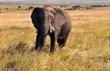 Amboseli Daytrip from Nairobi