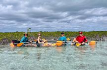 Turtle Cove Kayaking Experience Leeward