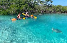Turtle Cove Kayaking Experience Leeward