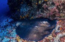 Double Dive Trip in São Vicente Cape Verde