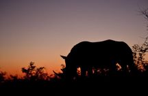 Hluhluwe Imfolozi Big 5 Safari Day Activity from Richards Bay