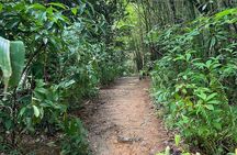 El Yunque Rainforest Like a Local: Waterfalls, Jumps & More