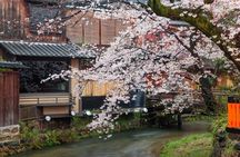 T8 Kyoto: Seasonal Cherry Blossoms & Omihachiman Canal Cruise