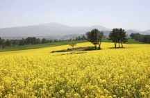 Jeju Trendy Café Tour and When Life Gives You Tangerines