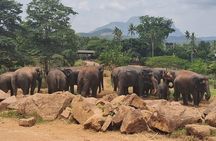 Colombo To Pinnawala & Kandy Luxury Day Tour by Car/Van/Bus