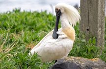 Otago Peninsula Scenery & Little Blue Penguins Evening Tour