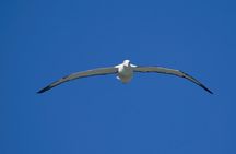 Otago Peninsula Scenery & Little Blue Penguins Evening Tour