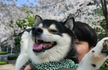 Tokyo Private Cherry Blossom Tour with a Shiba Inu & Shrine Walk