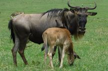 5-Day Private Luxury Ndutu Calving Season – Wildebeest Migration