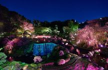 Tokyo Cherry Blossom Night Tour – Private Yozakura Experience