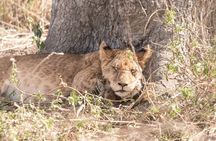 5 Days Tanzania Tented Camp Safari