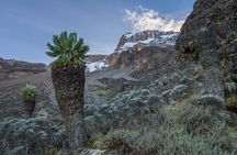Kilimanjaro Climbing via Lemosho Route 8 days 