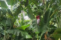 Shared City Tour in Puerto Plata and Countryside