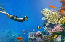 Ras Mohamed Snorkeling and White Island Experience