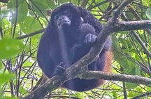 Corcovado National Park LA LEONA Ranger Station Full Day Tour