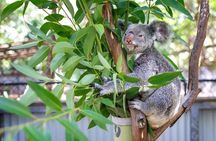 Koala and Wildlife Park Discover Magnetic Islands Native Animals