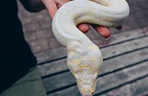 Koala and Wildlife Park Discover Magnetic Islands Native Animals